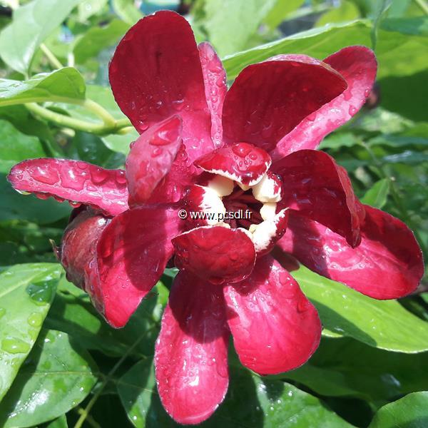 Calycanthus Aphrodite (1)