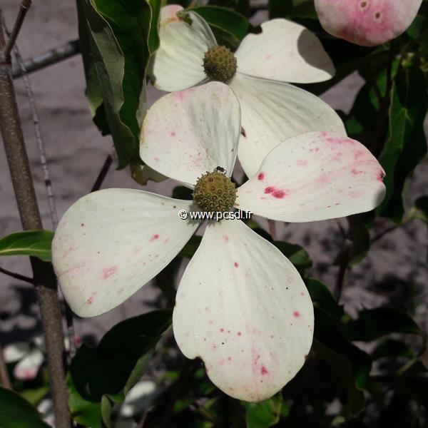 Cornus Normann Hadden (2)