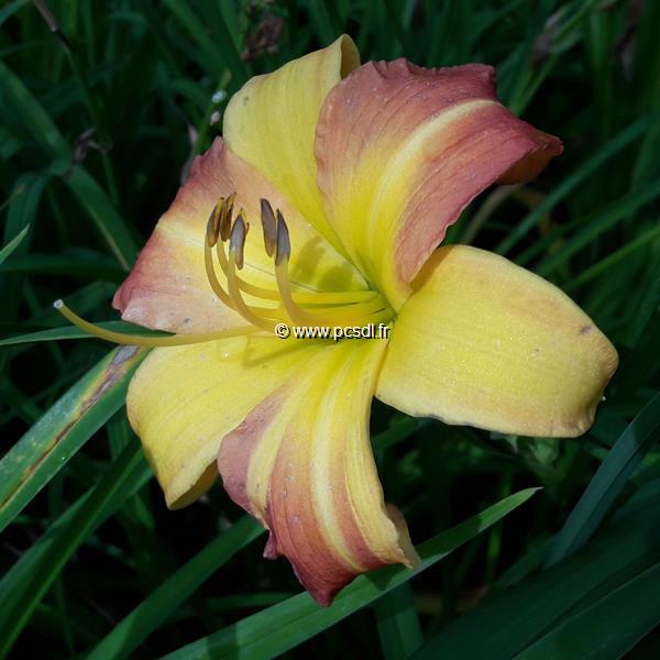 Hemerocallis Everydaylily Punch Yellow