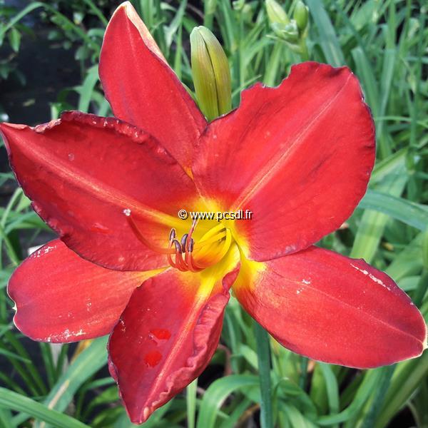 Hemerocallis James Marsh