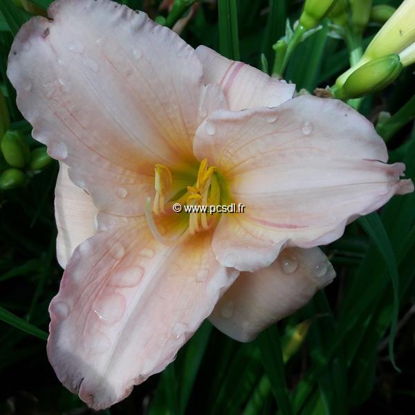 Hemerocallis On and On