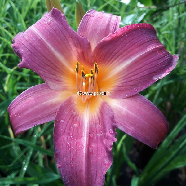 Hemerocallis Sugar Candy