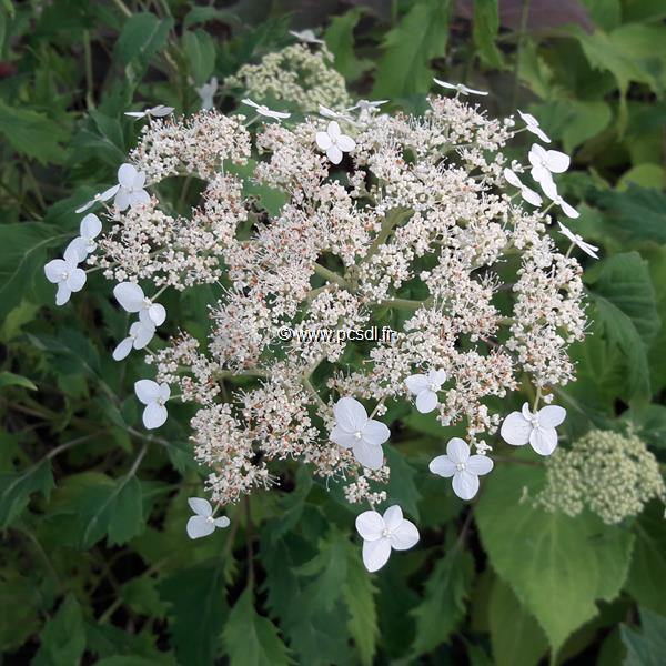 Hydrangea arborescens Emerald Lace