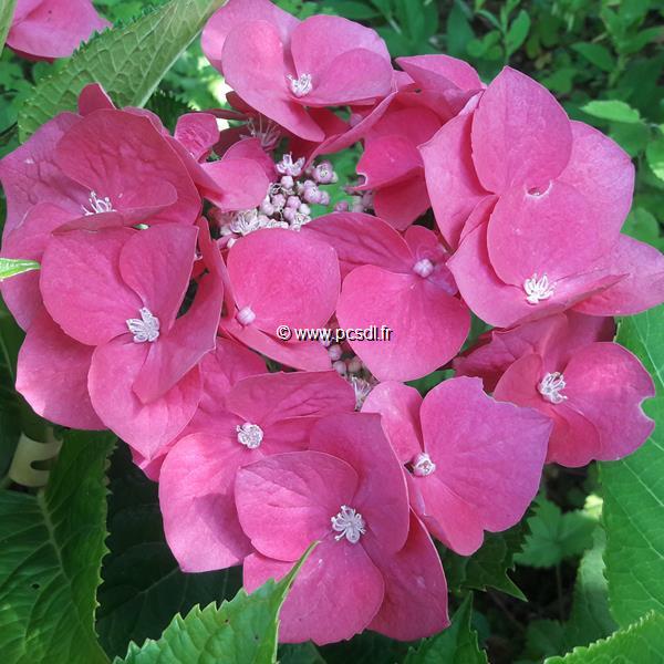 Hydrangea macrophylla Grasmucke (4)