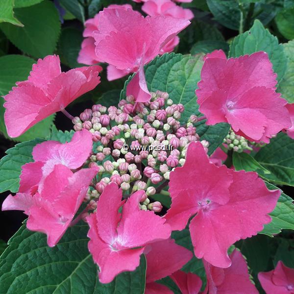Hydrangea macrophylla Grasmucke (1)
