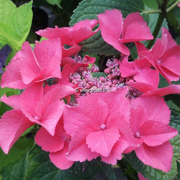 Hydrangea macrophylla Grasmucke (2)