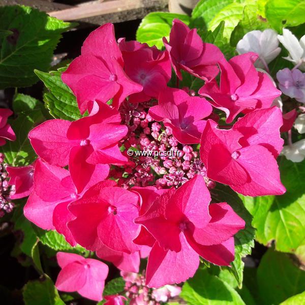 Hydrangea macrophylla Kardinal (1)