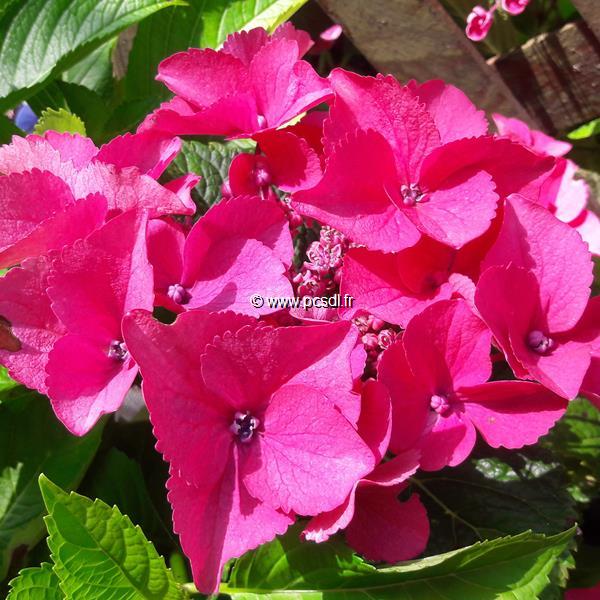 Hydrangea macrophylla Kardinal (2)