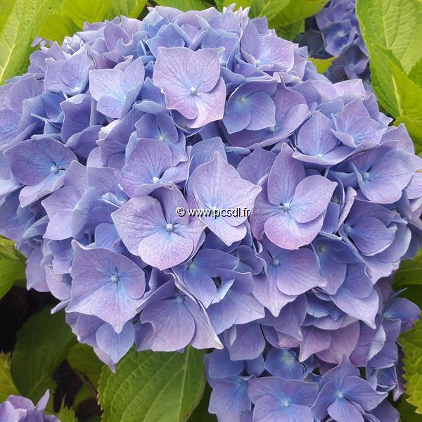 Hydrangea macrophylla Koster (2)