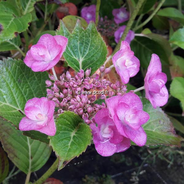 Hydrangea macrophylla Mikawa-yae (2)