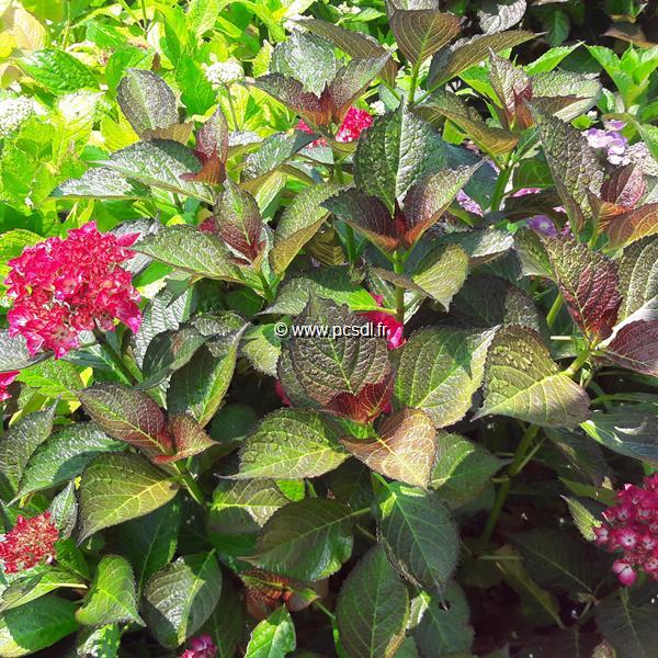 Hydrangea macrophylla Red Angel (1)