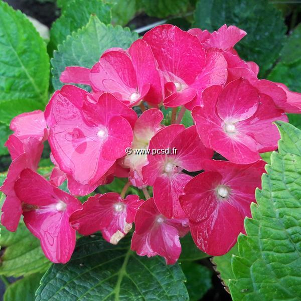 Hydrangea macrophylla Red Beauty