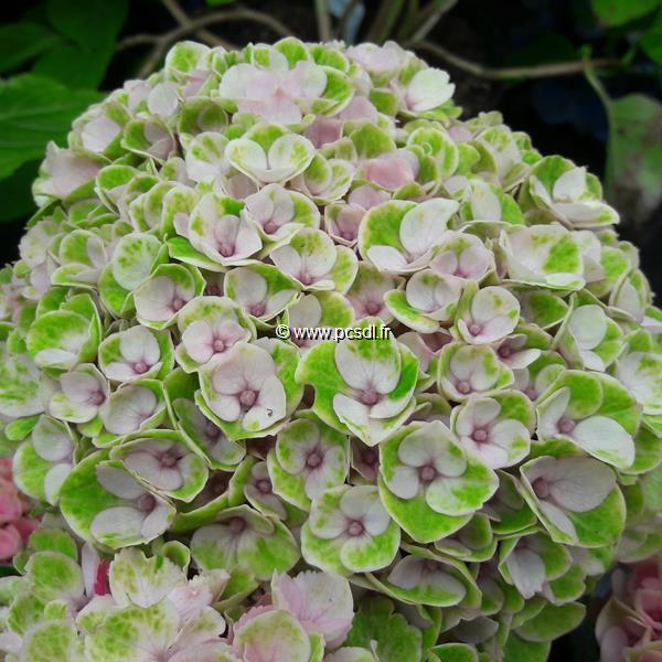 Hydrangea macrophylla Revolution