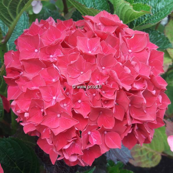 Hydrangea macrophylla Ruby Red (1)