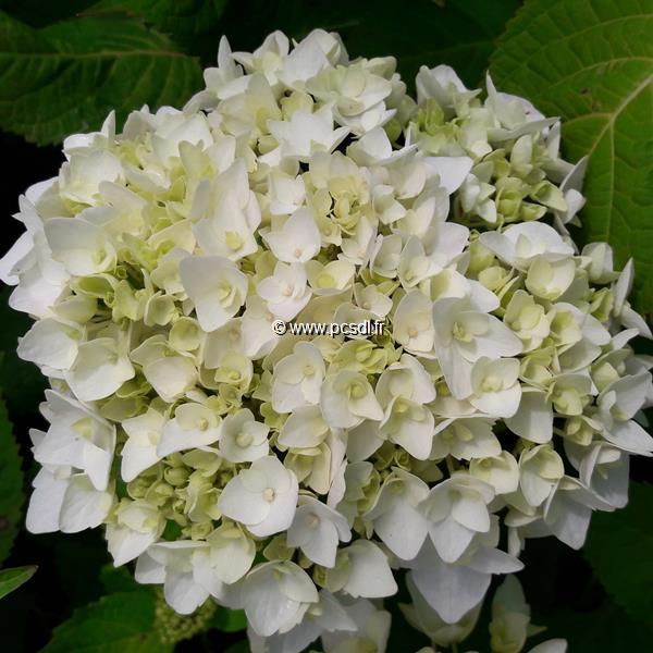 Hydrangea macrophylla The Bride (2)