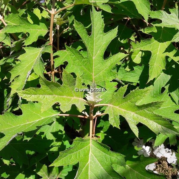 Hydrangea quercifolia Ice Crystal (2)