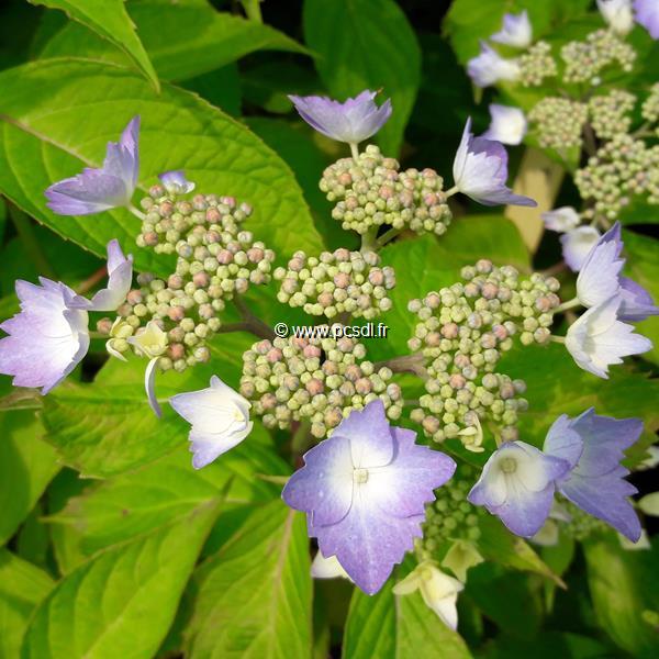 Hydrangea serrata Bleuet (1)