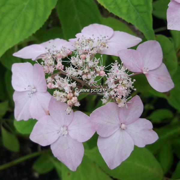 Hydrangea serrata Diadem (4)