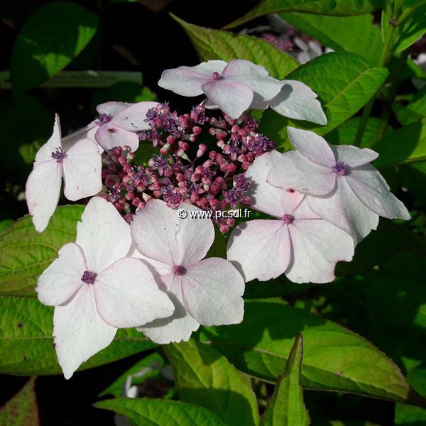 Hydrangea serrata Grayswood (2)