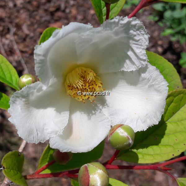 Stewartia pseudocamellia