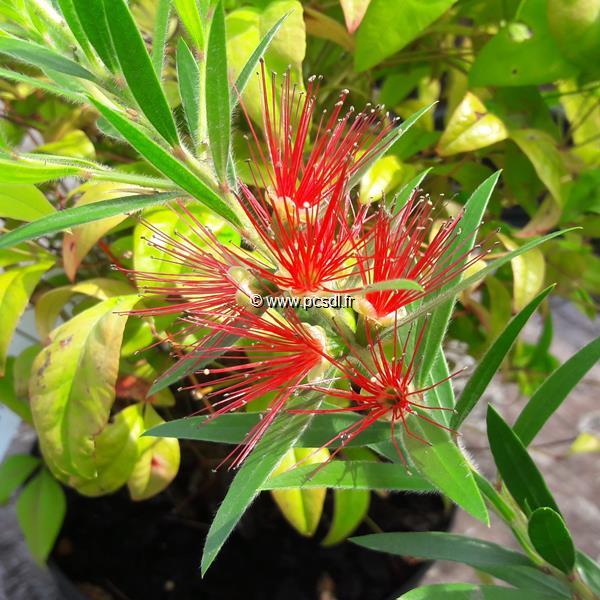 Callistemon Mini Red (1)