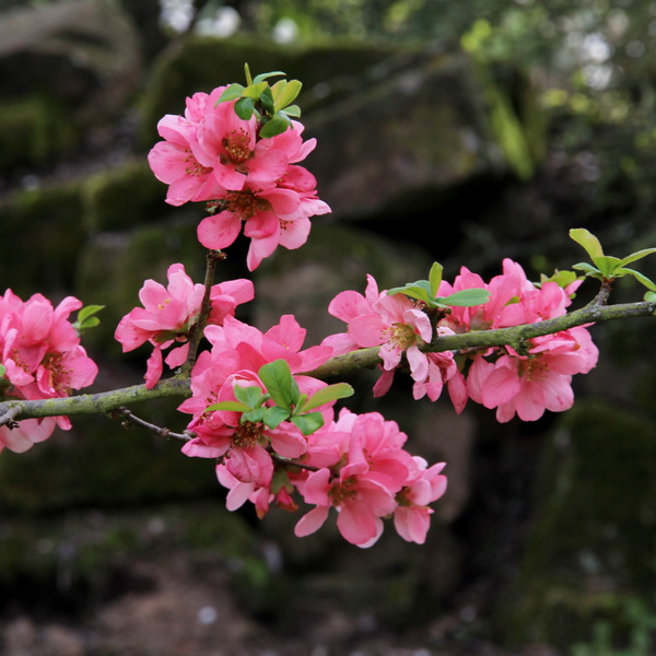 Chaenomeles superba Pink Lady (1)