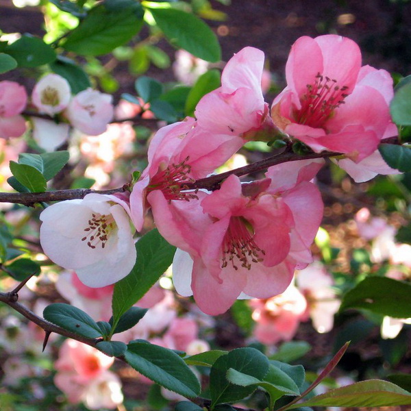 Chaenomeles speciosa Toyo Nishiki