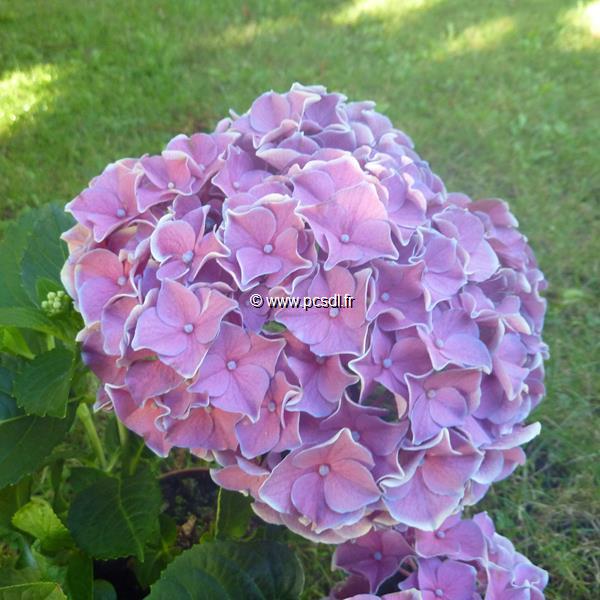 Hydrangea macrophylla Tivoli (2)