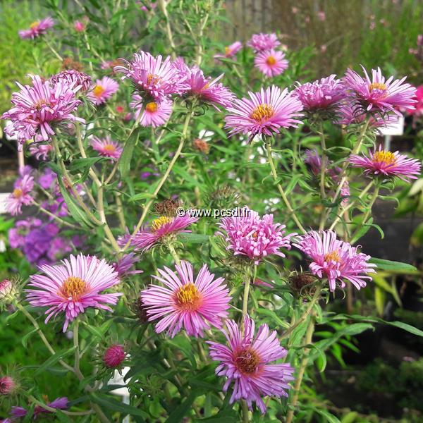 Aster Septemberrubin (1)