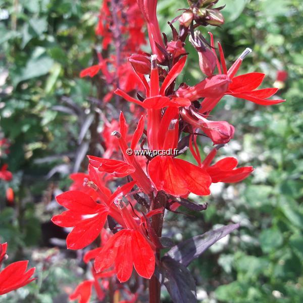 Lobelia Queen Victoria (1)