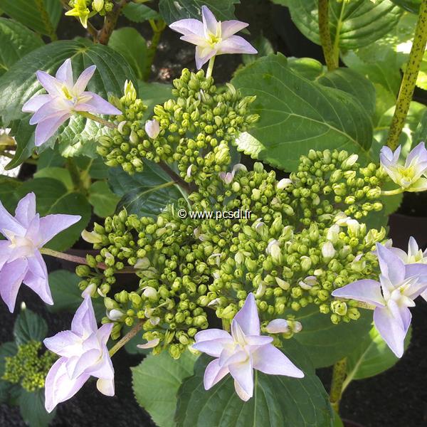 Hydrangea macrophylla Doppio