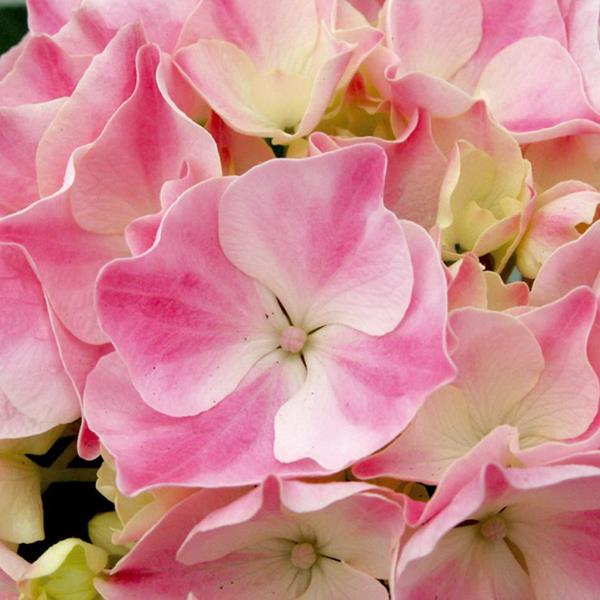 Hydrangea macrophylla La Vie en Rose