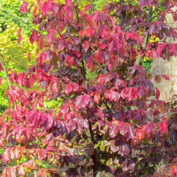 Parrotia persica Bella