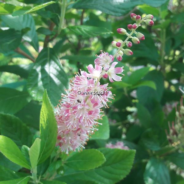 Clethra alnifolia Ruby Spice