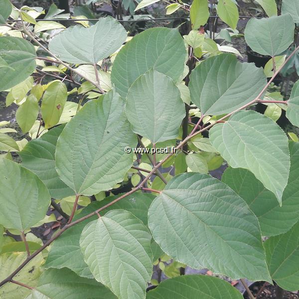 Hovenia dulcis