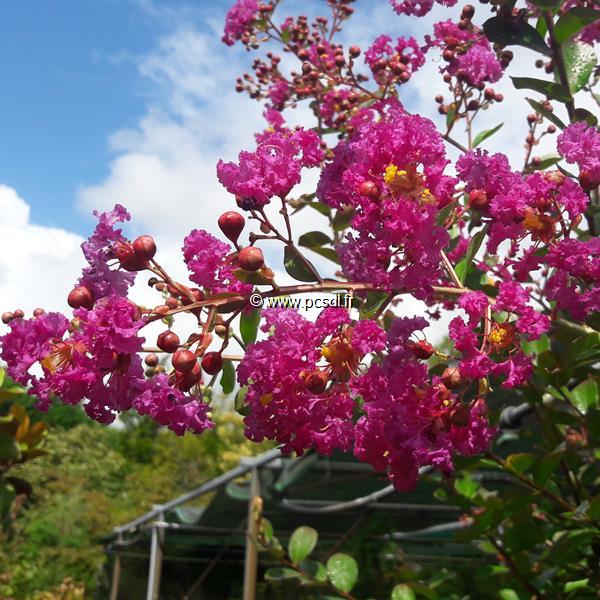 Lagerstroemia indica Violet dété (2)