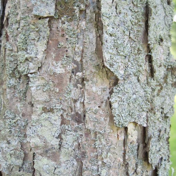 Quercus bicolor (3)