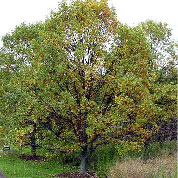 Quercus bicolor