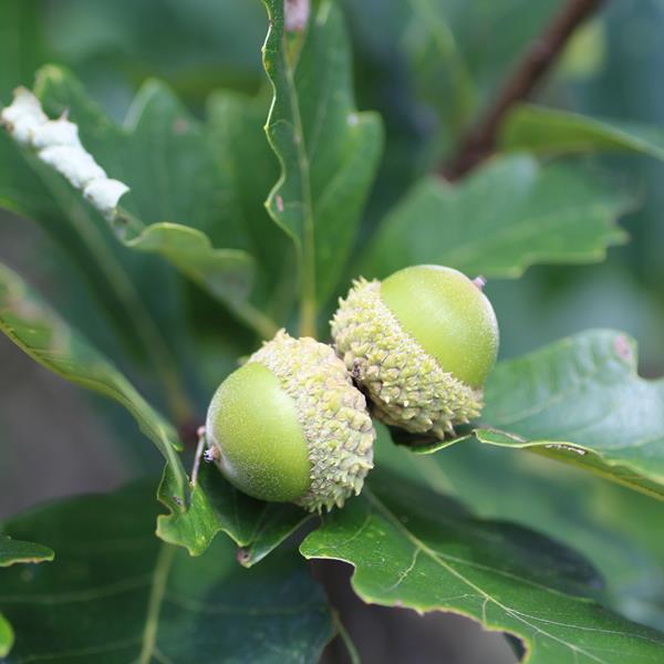 Quercus bicolor (2)