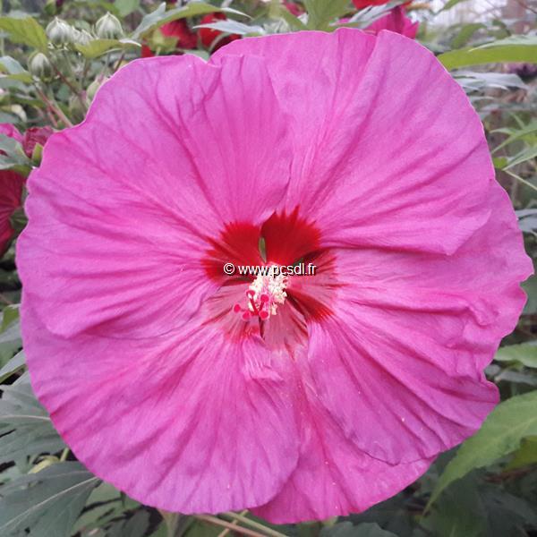 Hibiscus moscheutos Berry Awesome