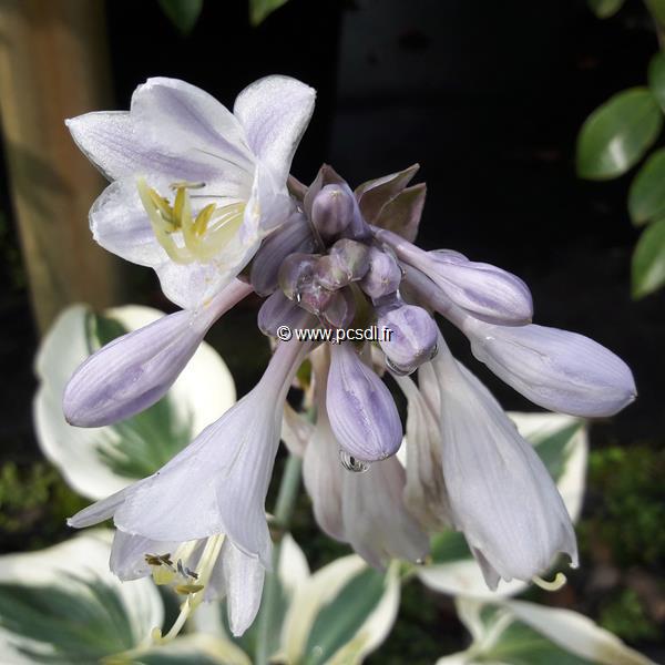 Hosta Blue Ivory