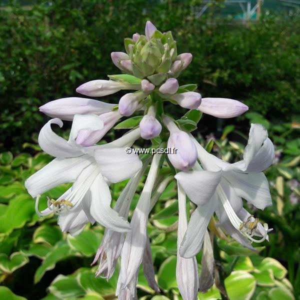 Hosta Fragrant Dream (1)