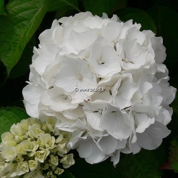 Hydrangea macrophylla White Bouquet (5)