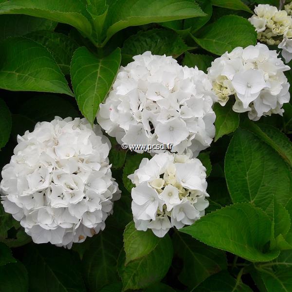 Hydrangea macrophylla White Bouquet (4)