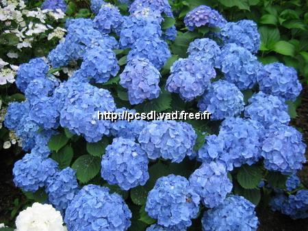 l_hydrangea%20macrophylla%20deutschland%20(1)