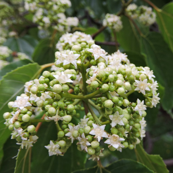 Hovenia dulcis (1)