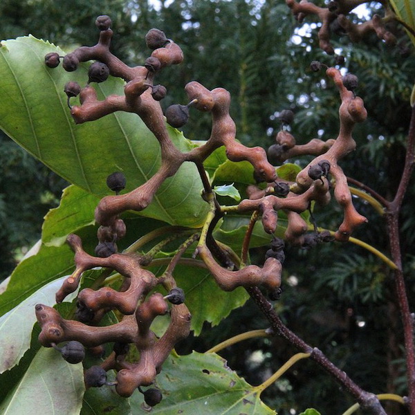 Hovenia dulcis (2)