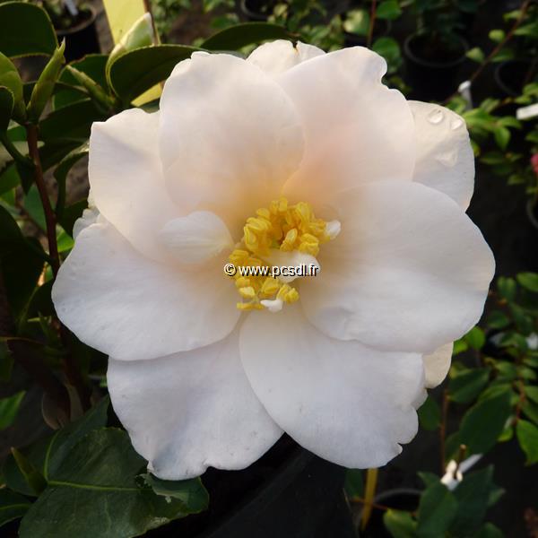 Camellia japonica Lilian Ricketts (3)