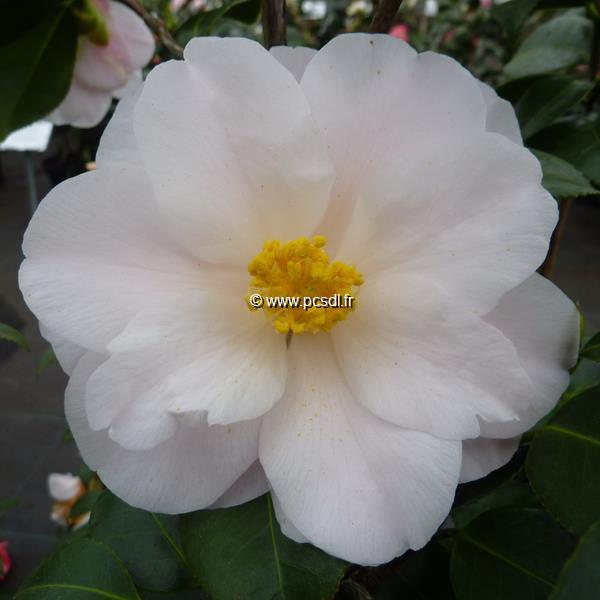 Camellia japonica Lilian Ricketts (4)