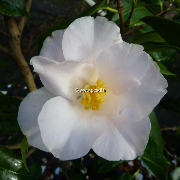Camellia japonica Lilian Ricketts (5)